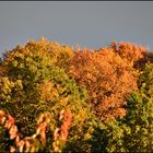 * Herbstleuchten *