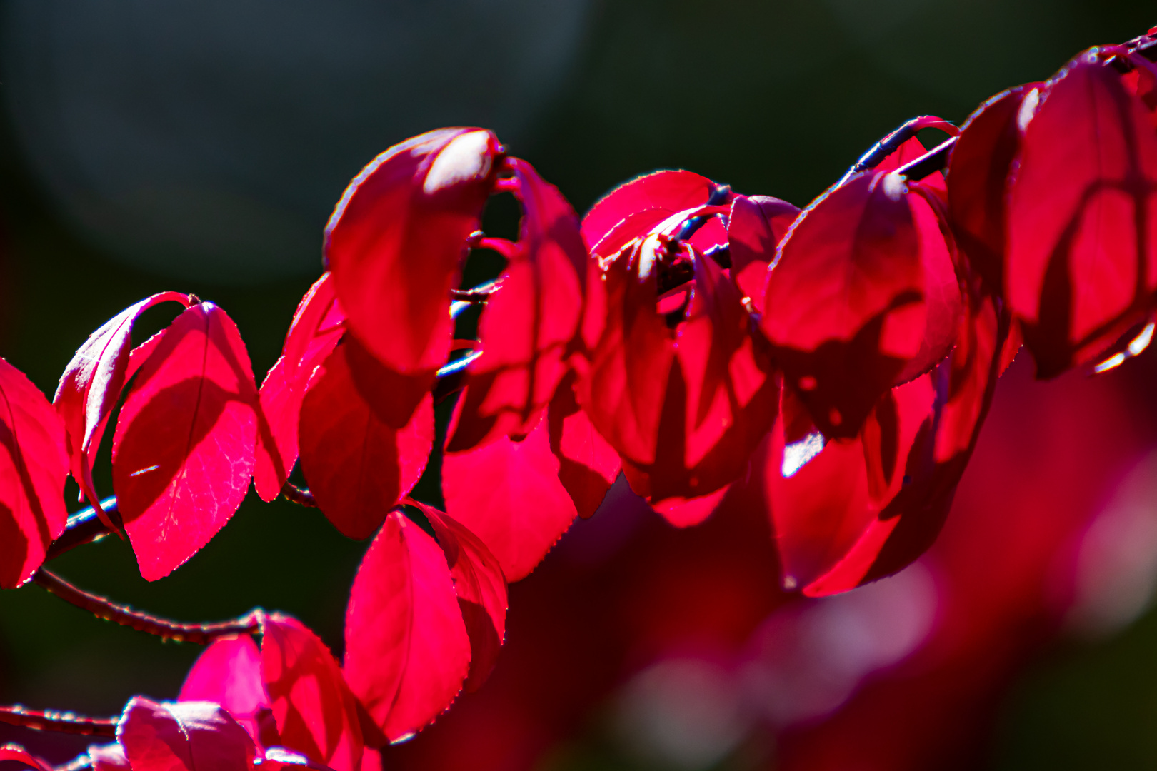 Herbstleuchten