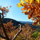 Herbstleuchten