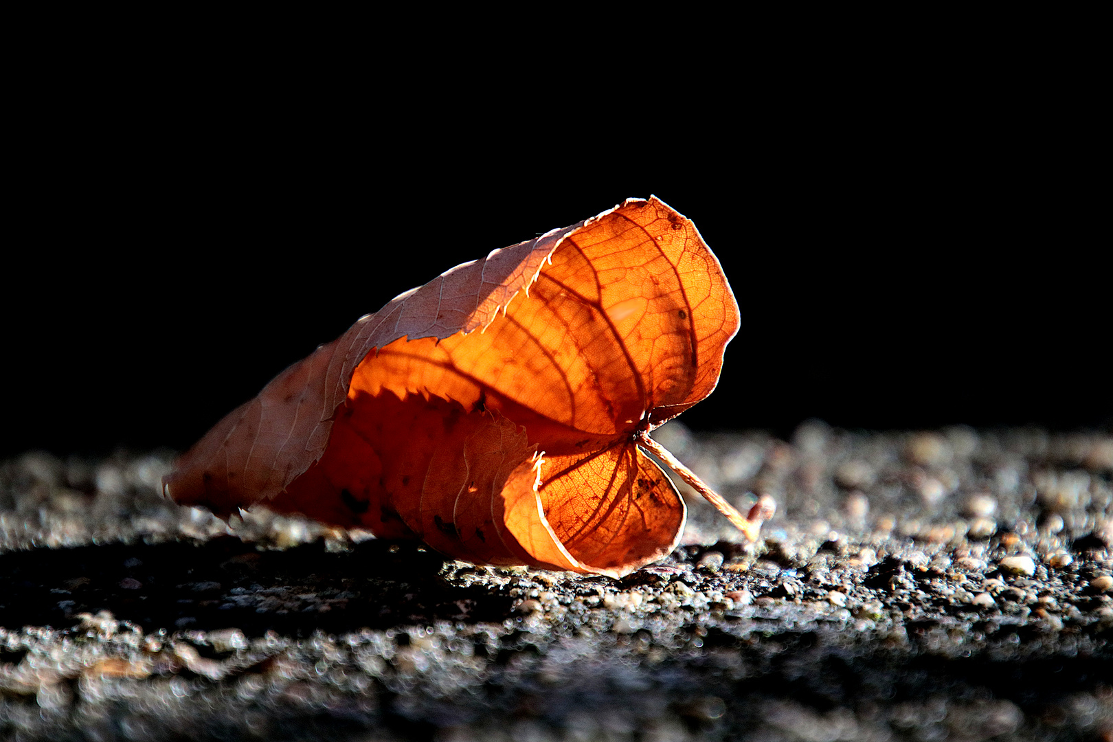 Herbstleuchten