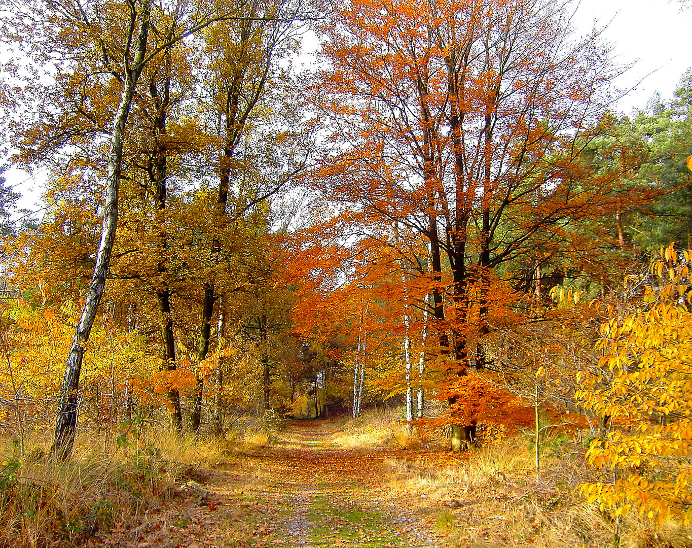 Herbstleuchten