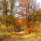 Herbstleuchten