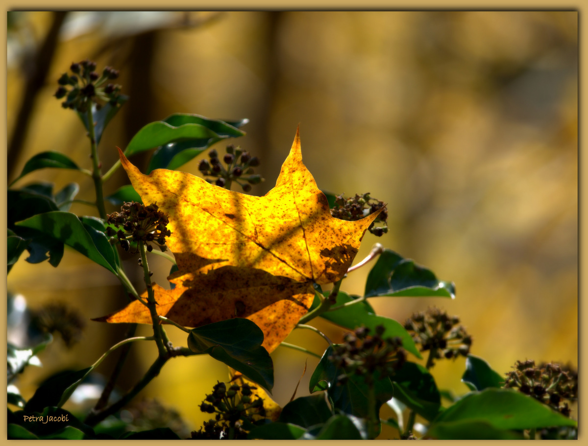 Herbstleuchten