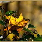 Herbstleuchten