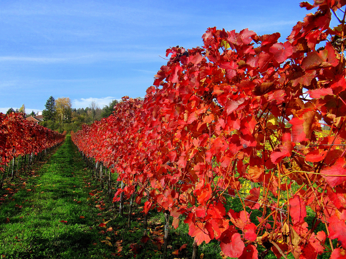 Herbstleuchten