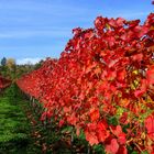 Herbstleuchten