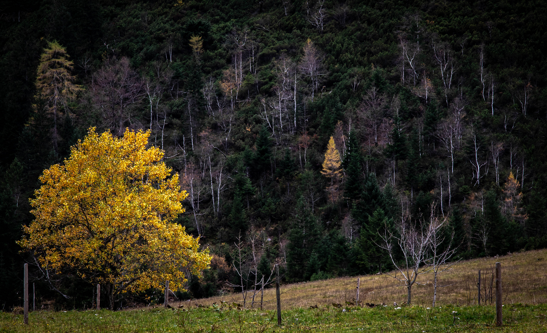 Herbstleuchten