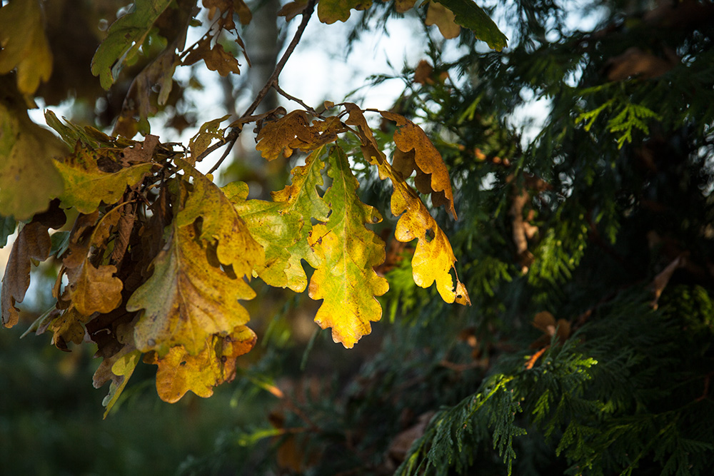 Herbstleuchten