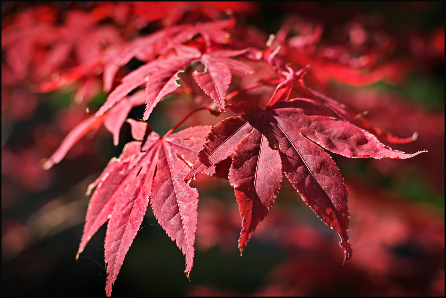 Herbstleuchten