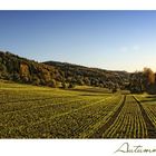 HERBSTLEUCHTEN