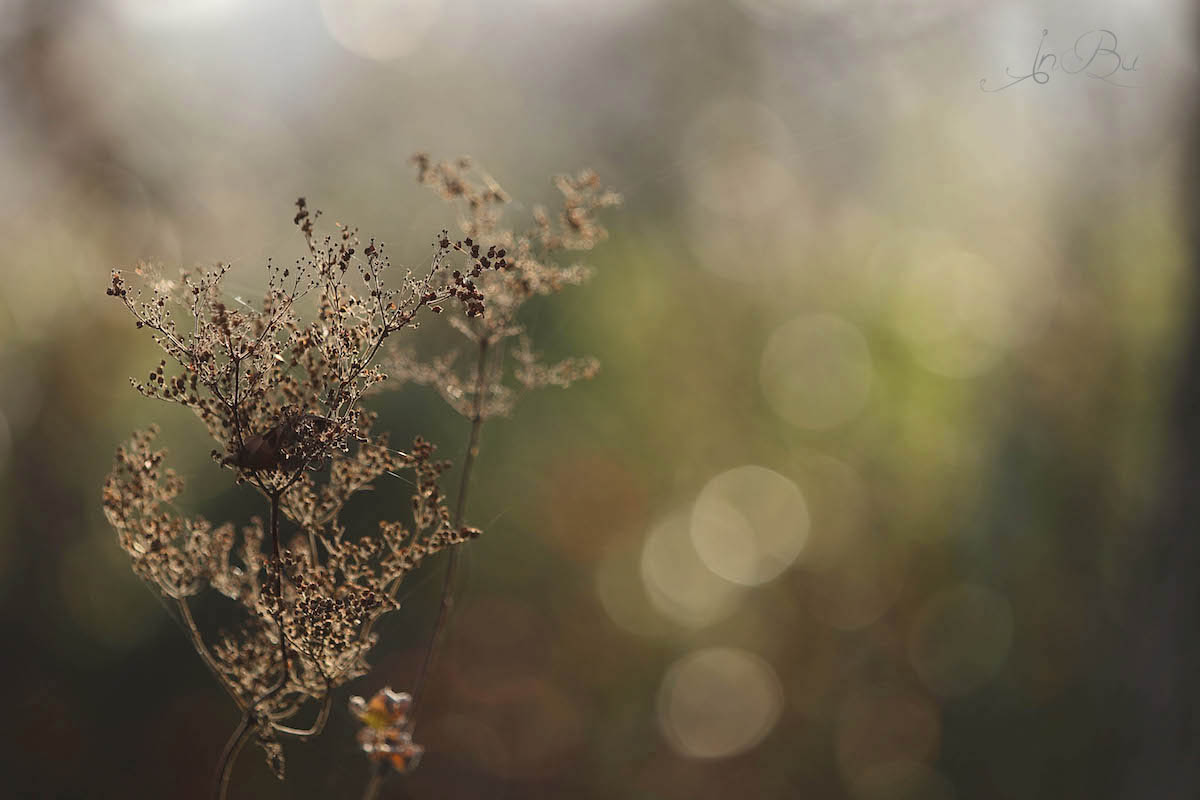 Herbstleuchten