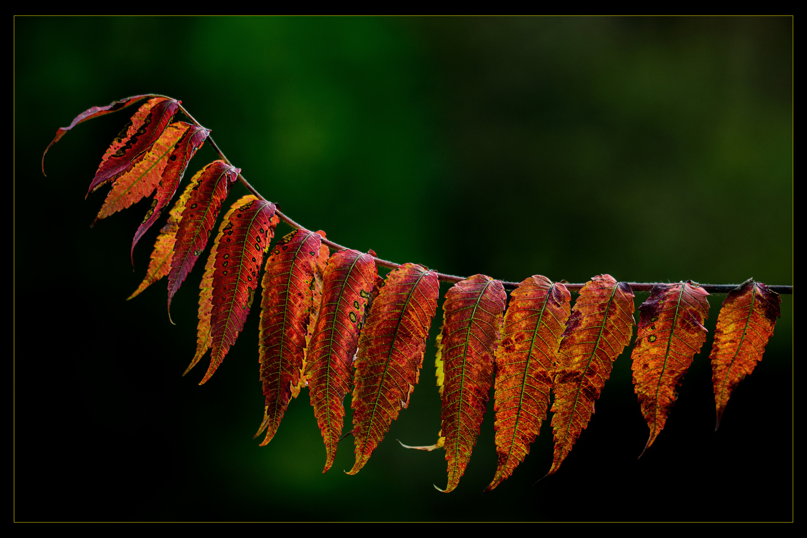 Herbstleuchten