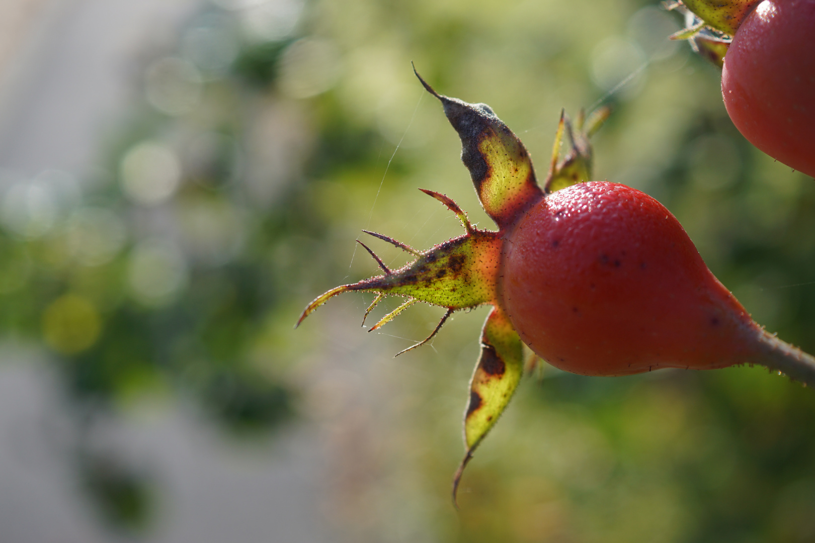 herbstleuchten**