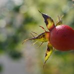 herbstleuchten**