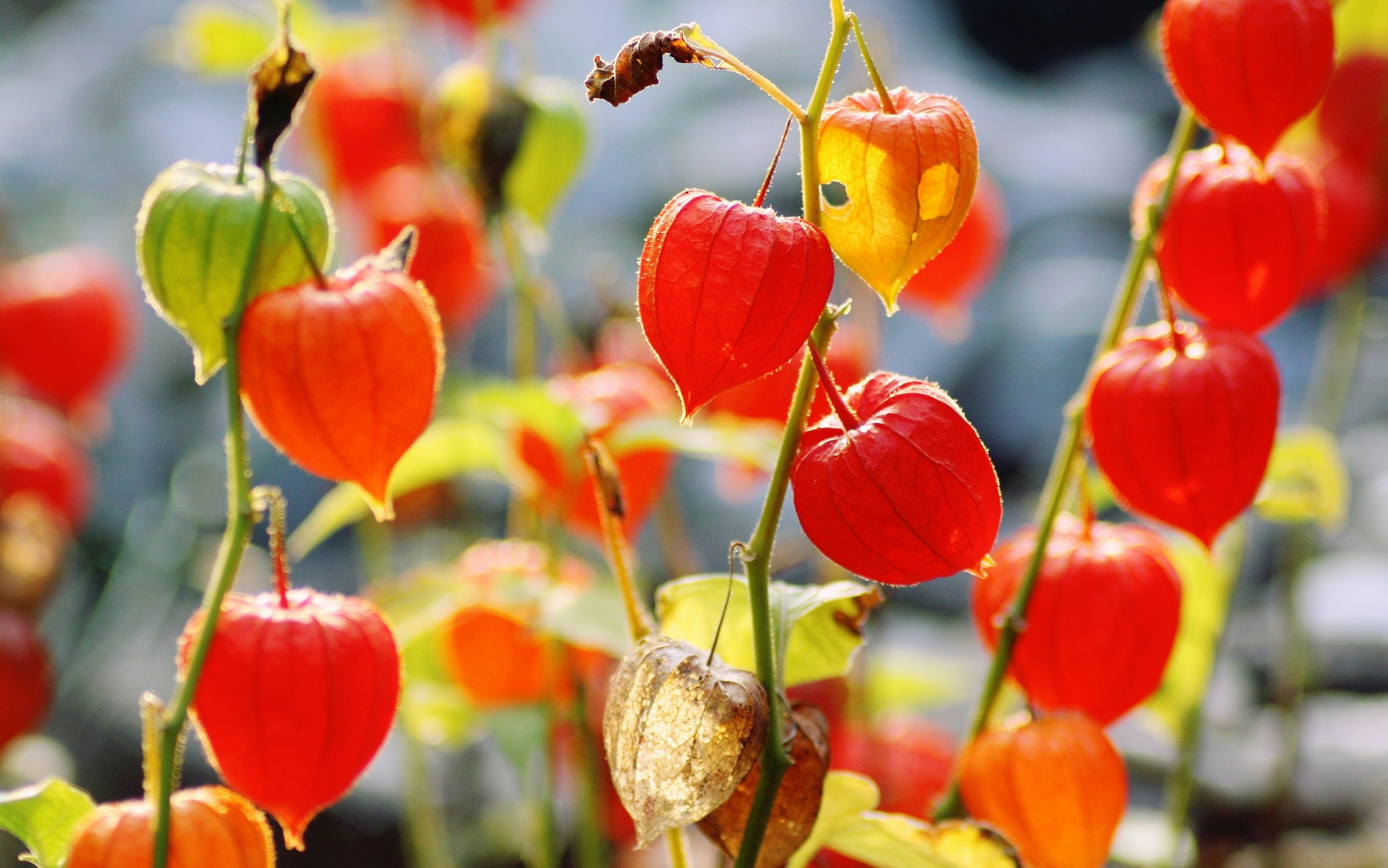 Herbstleuchten