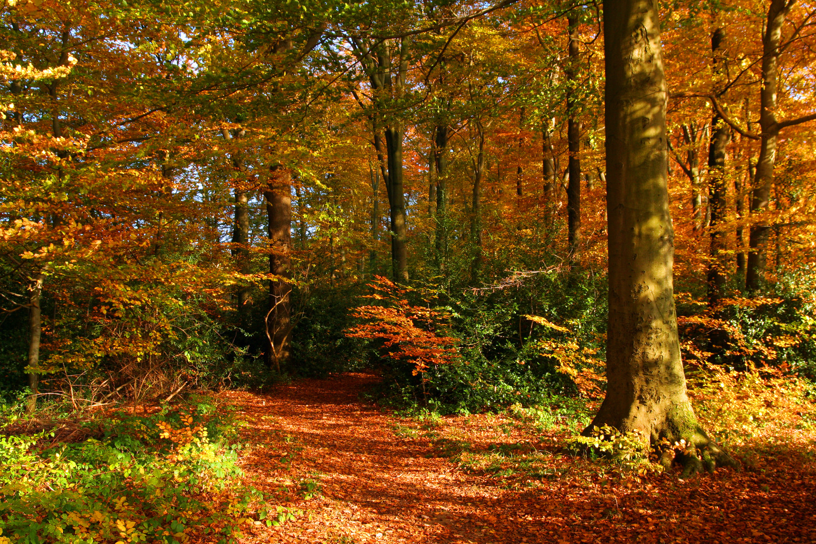 Herbstleuchten