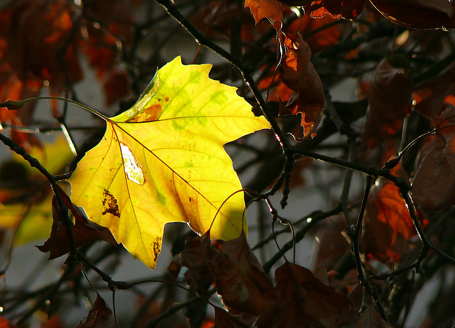 "Herbstleuchten"