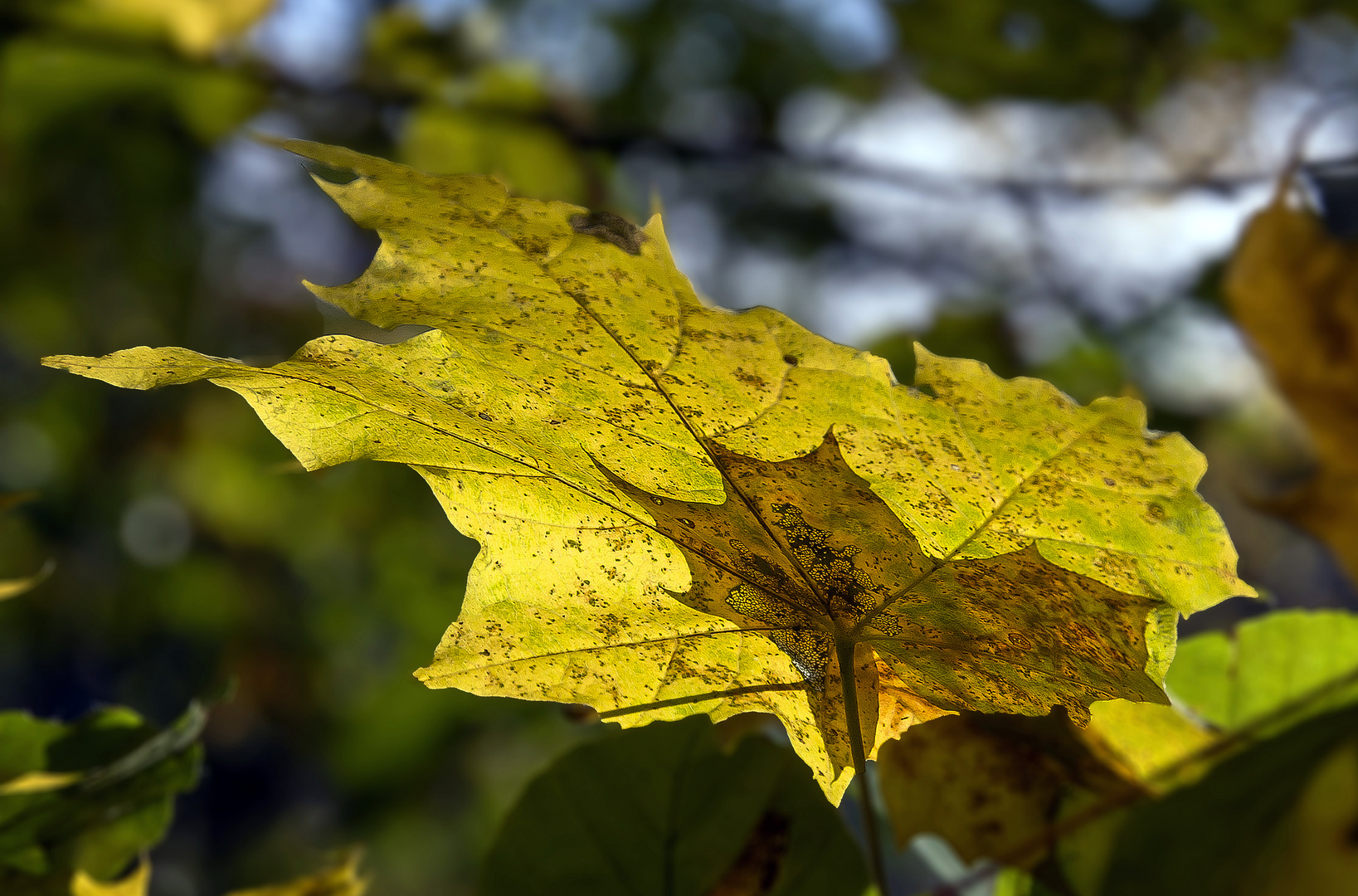 Herbstleuchten...