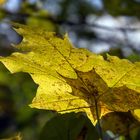 Herbstleuchten...