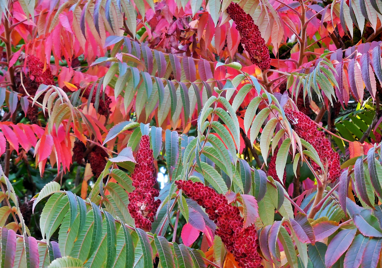 Herbstleuchten