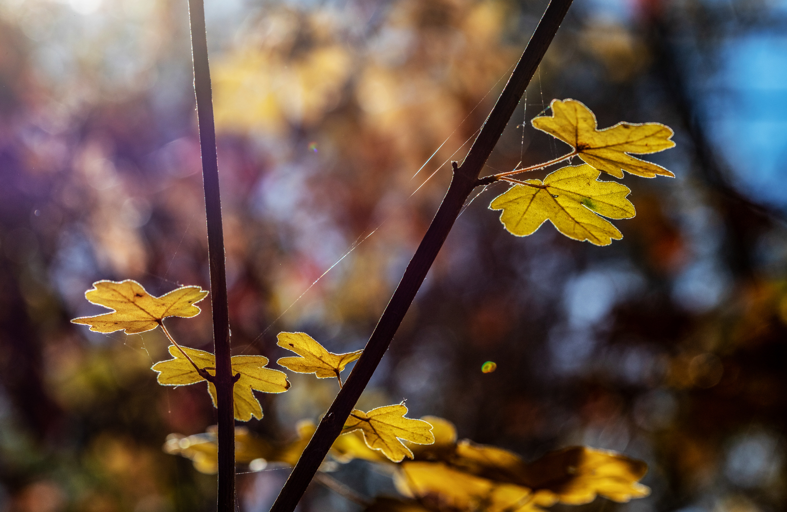 Herbstleuchten