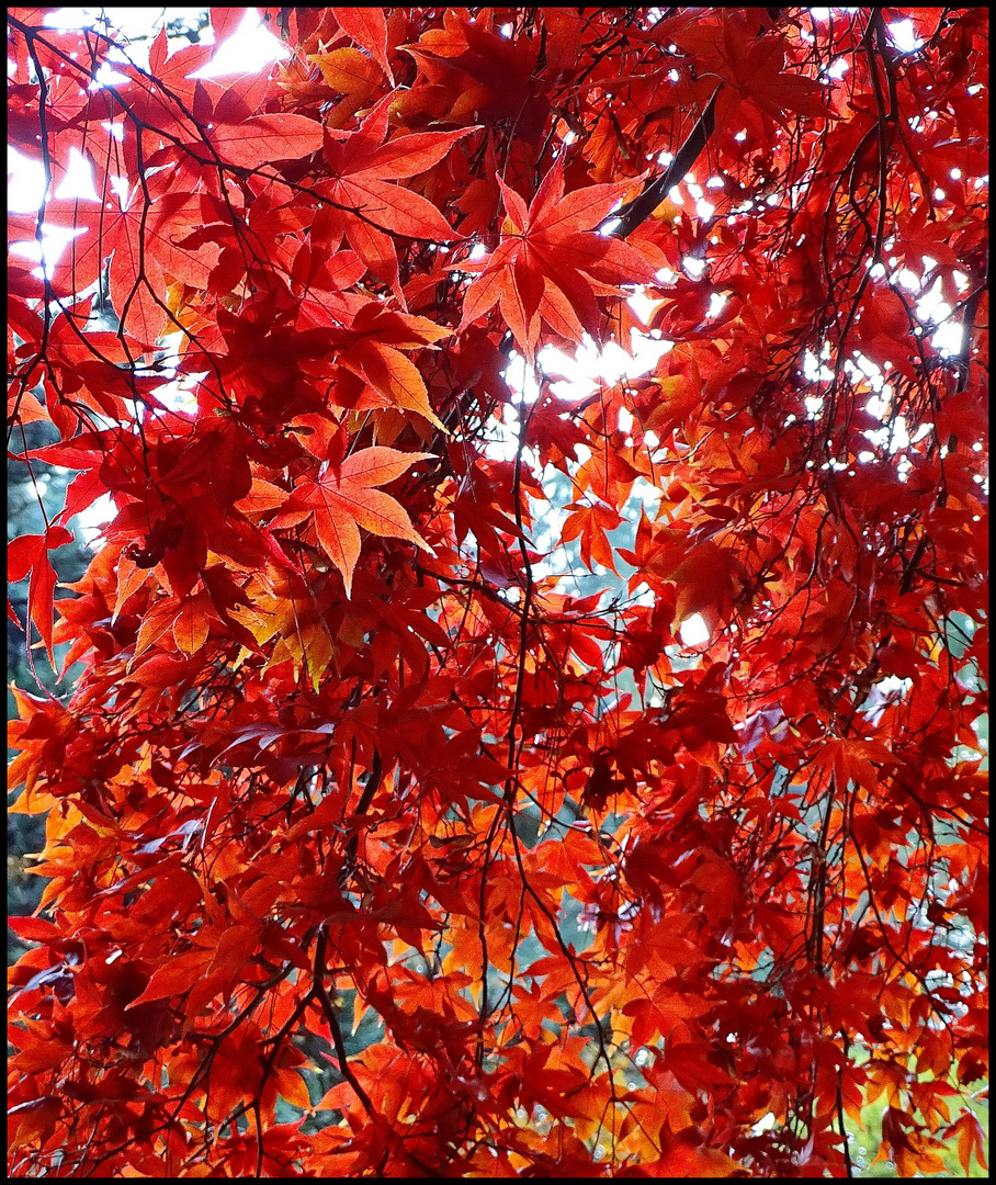 Herbstleuchten