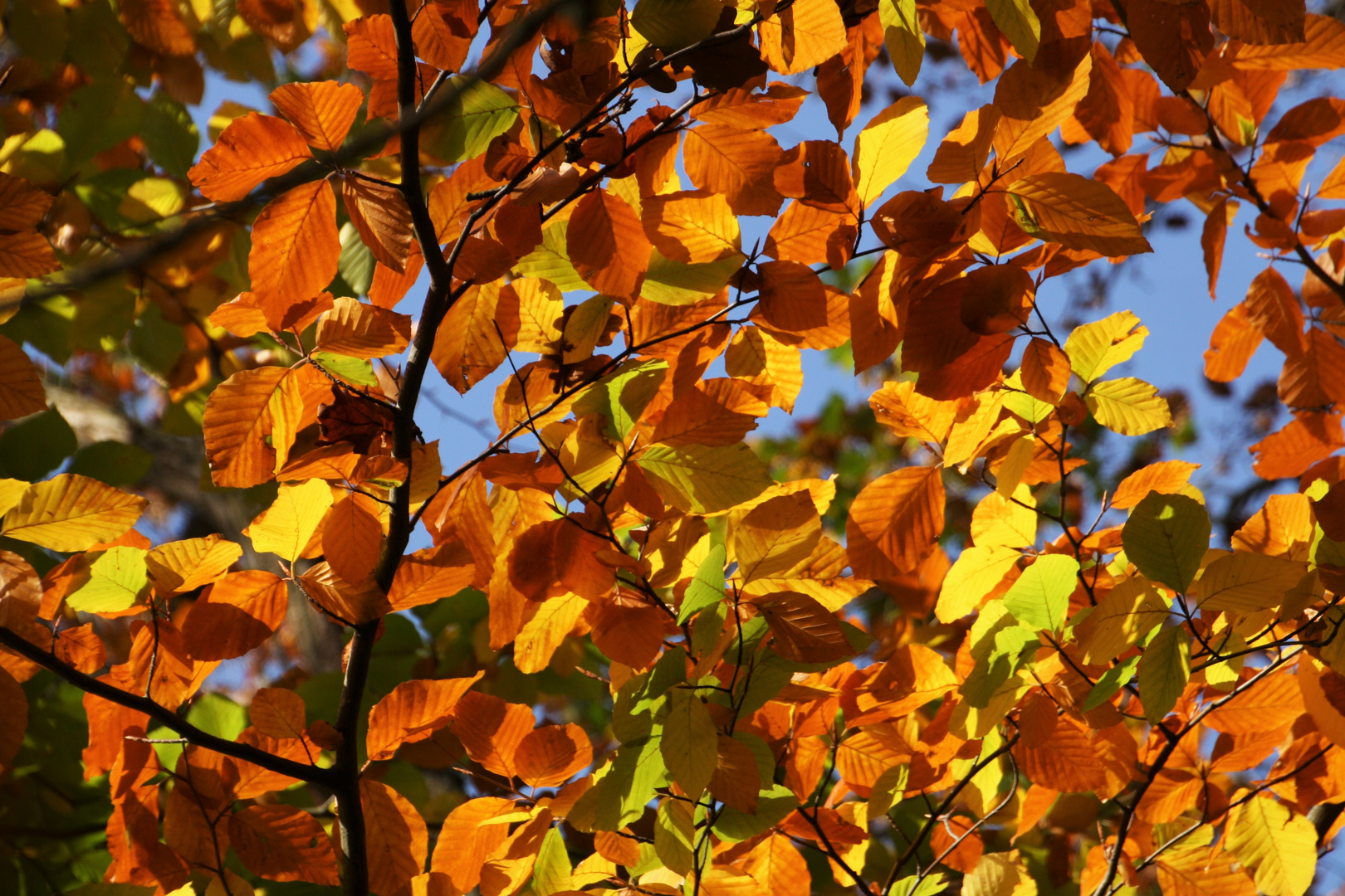 Herbstleuchten