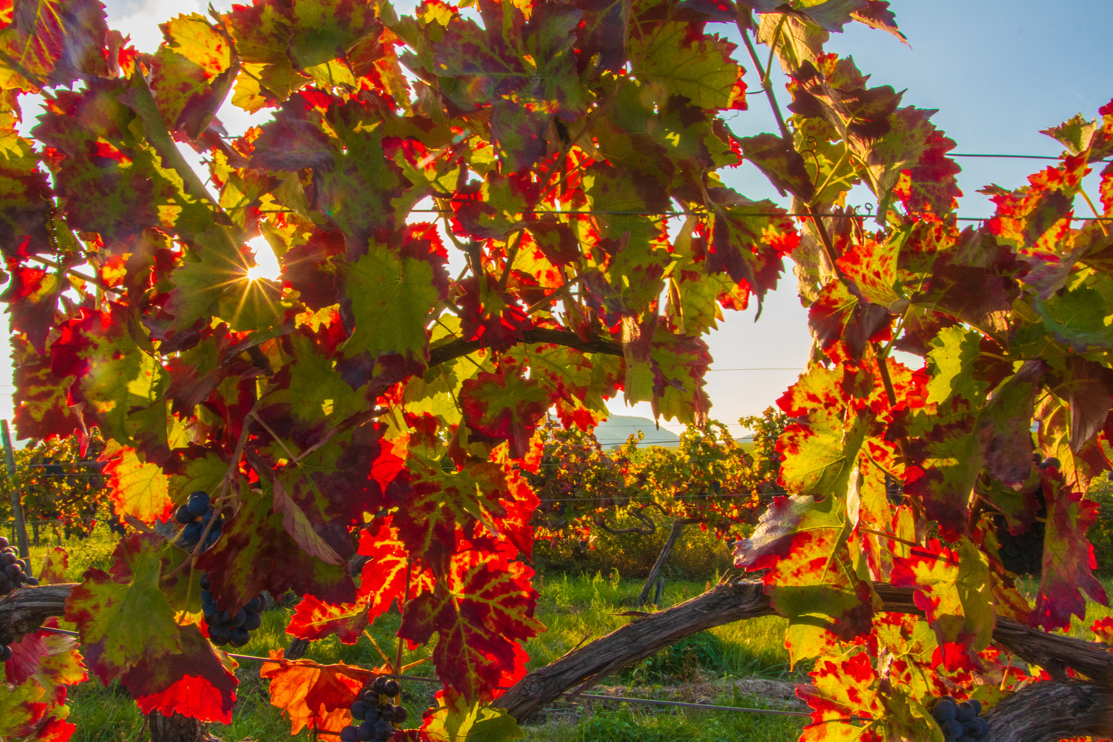 Herbstleuchten