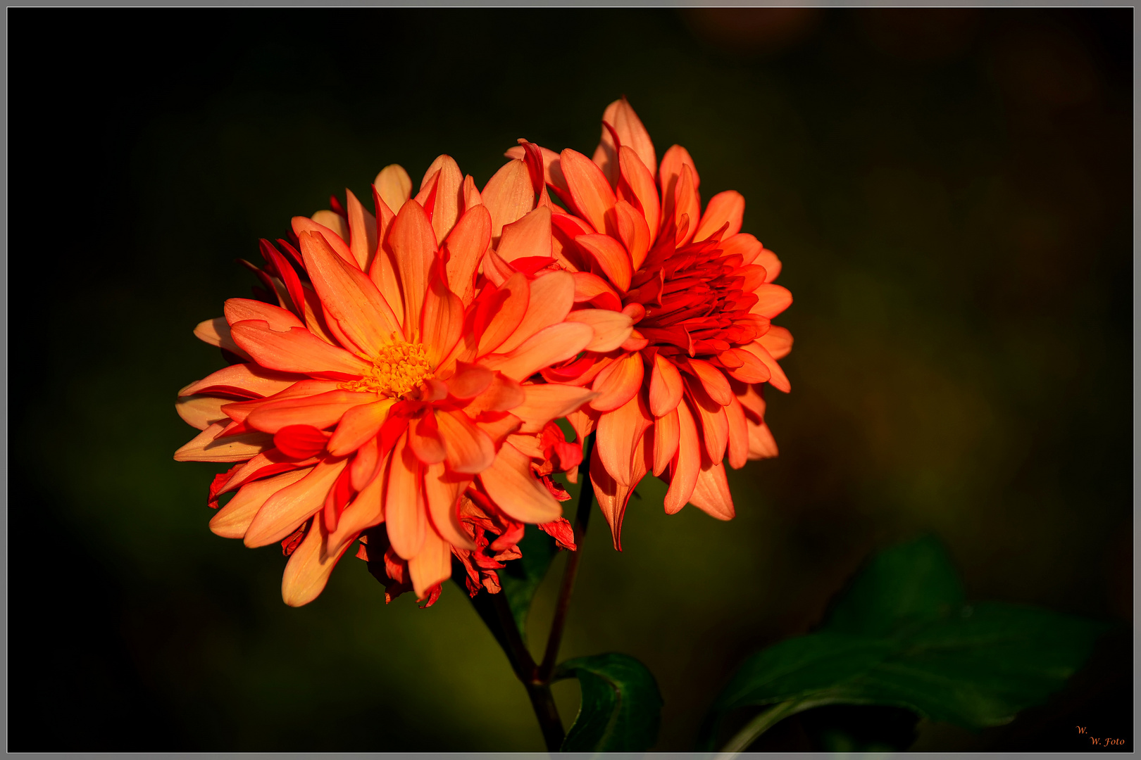 Herbstleuchten