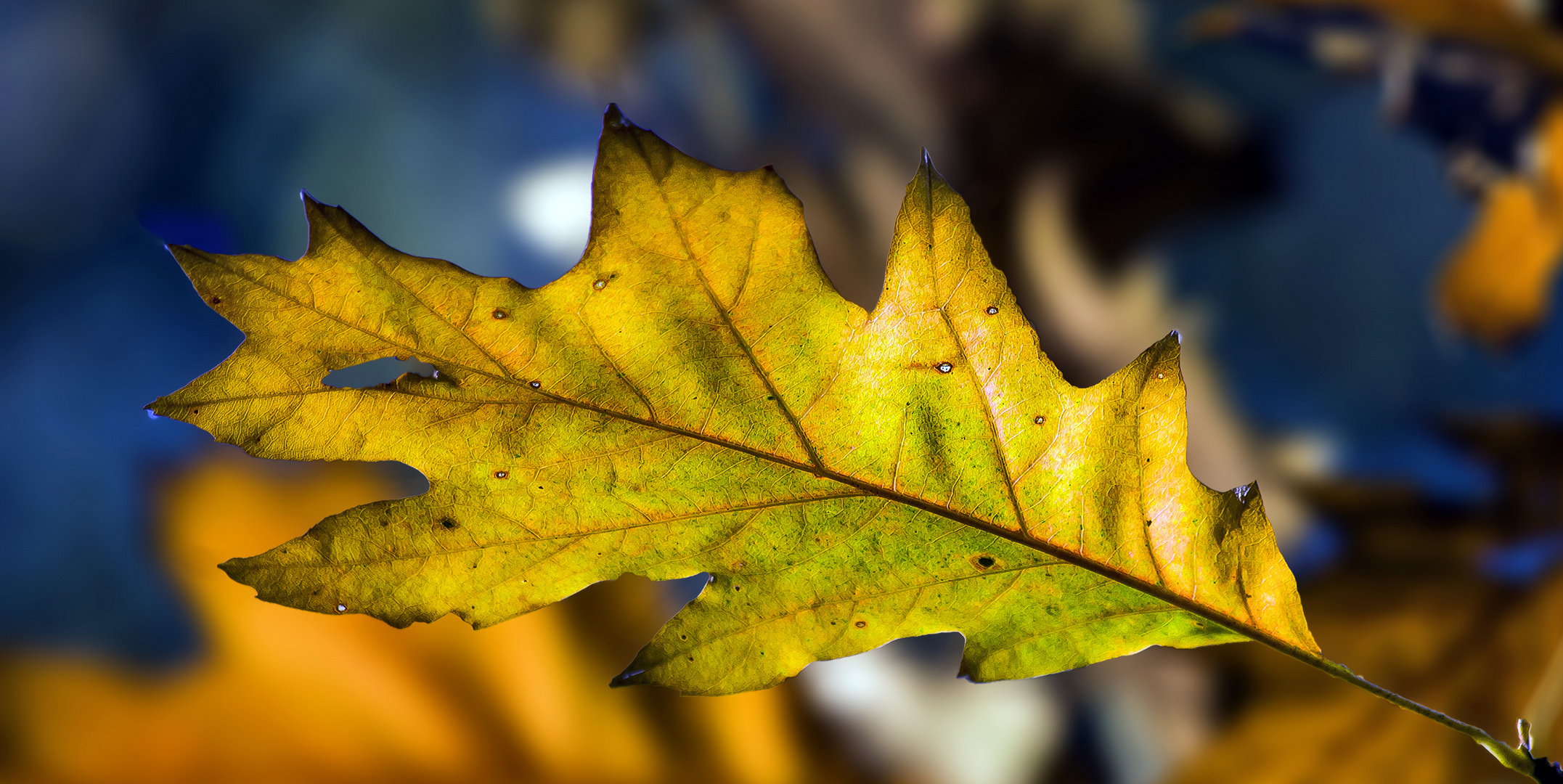 Herbstleuchten....