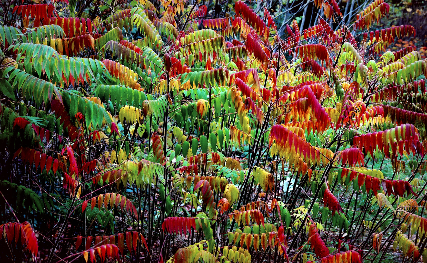 herbstleuchten 7