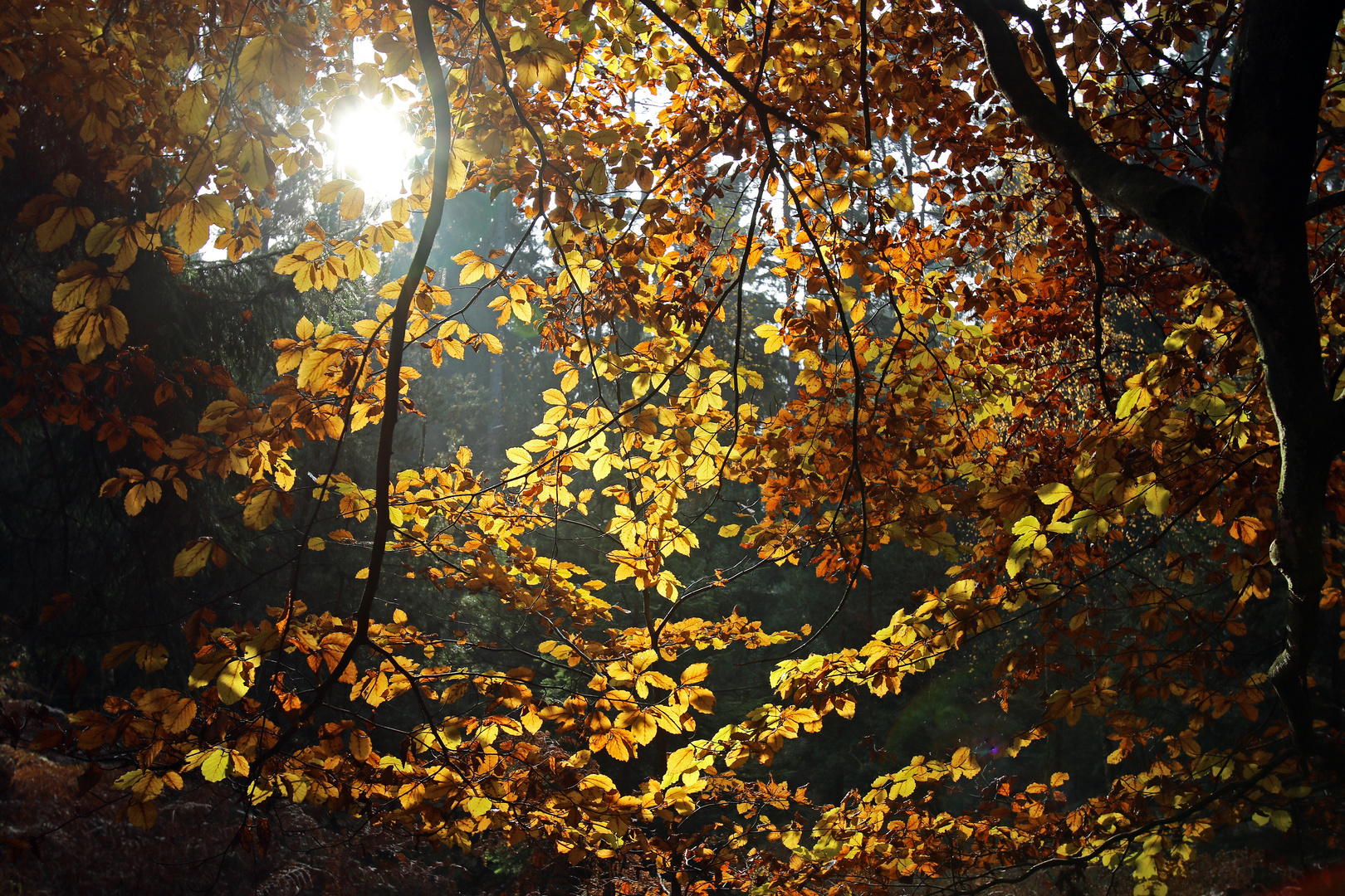 Herbstleuchten ...