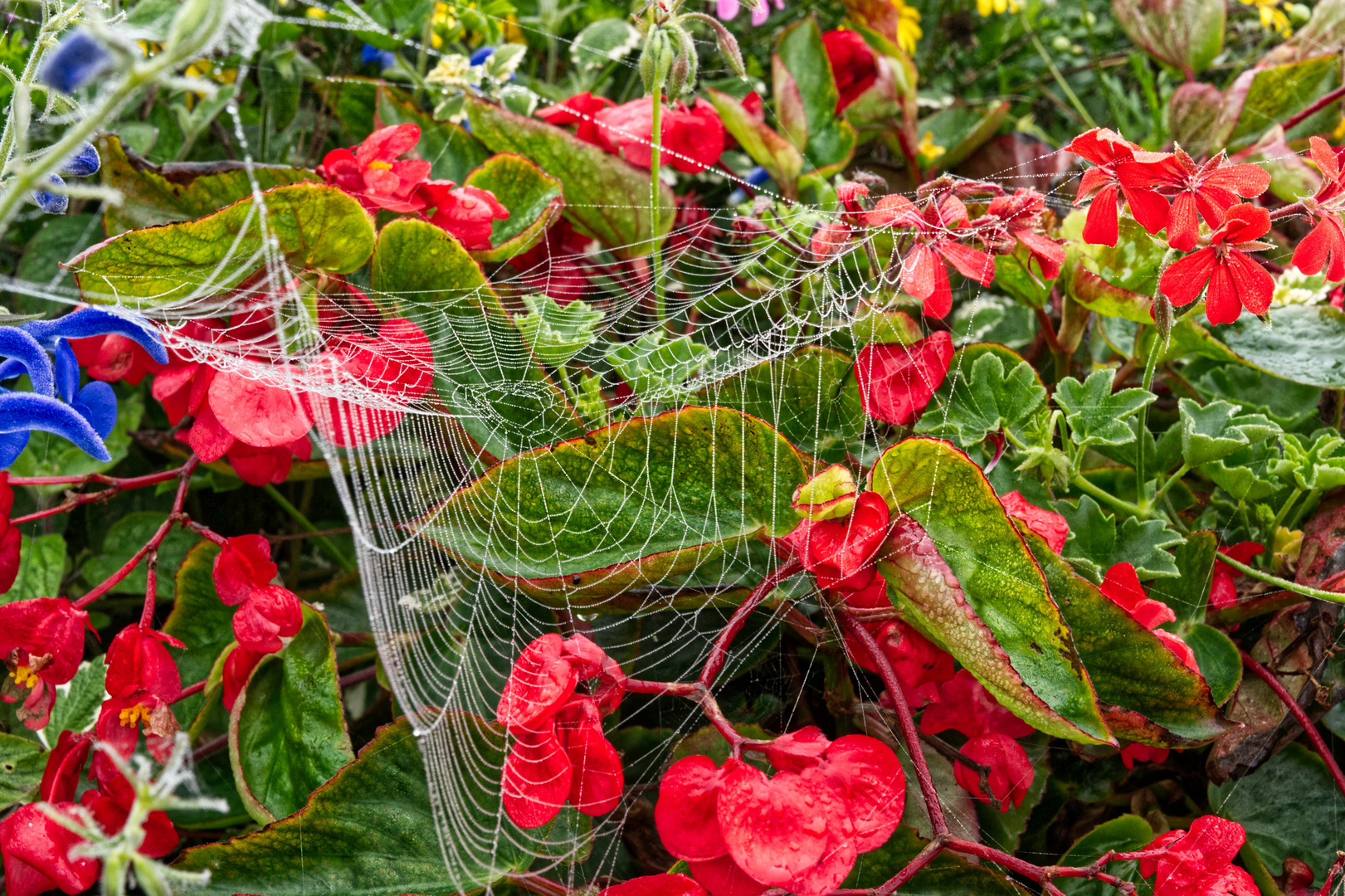 Herbstleuchten