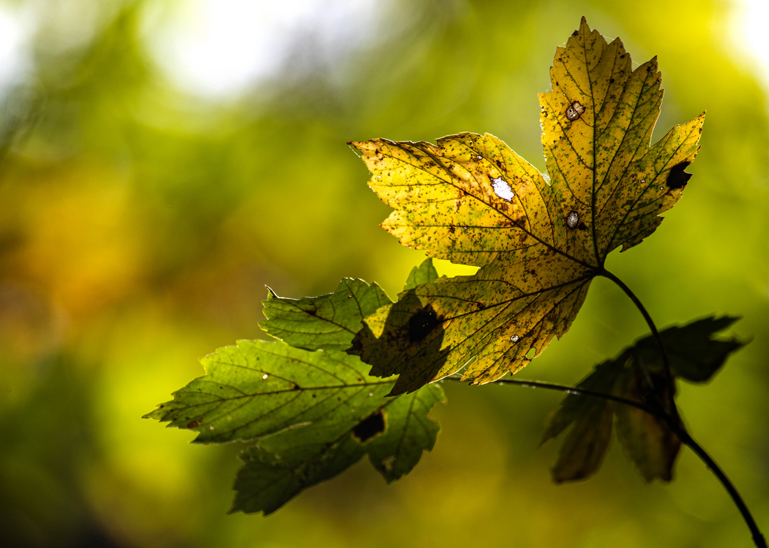 Herbstleuchten