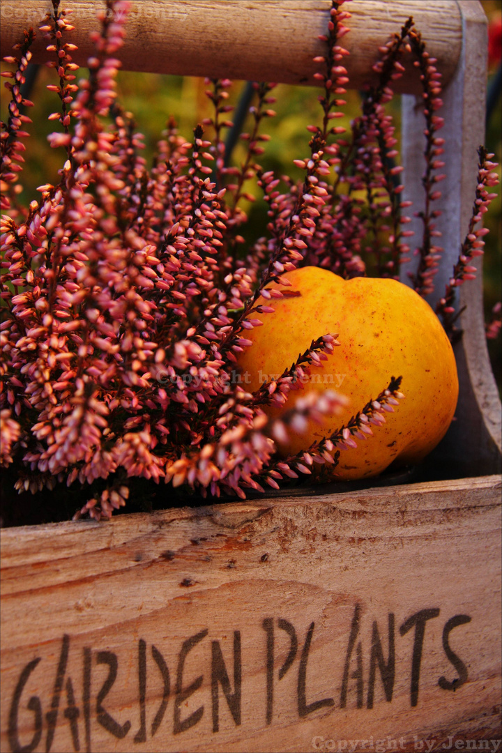 Herbstleuchten