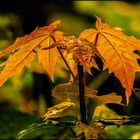 Herbstleuchten  !!!