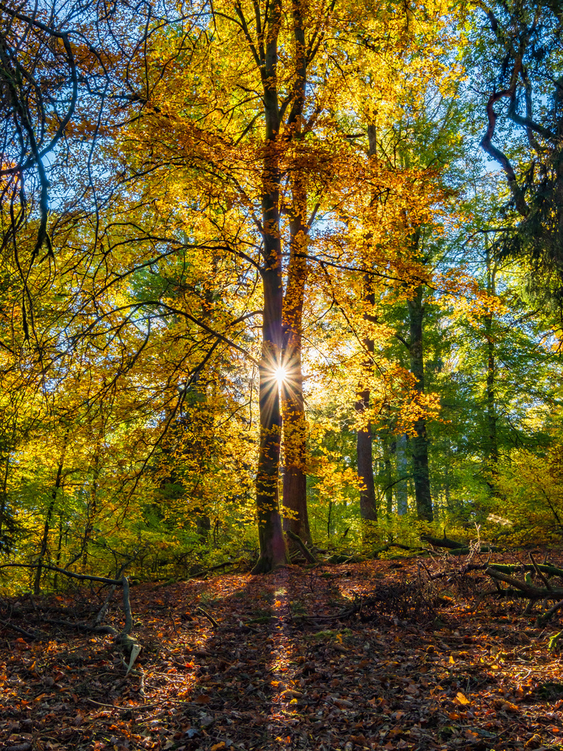 Herbstleuchten