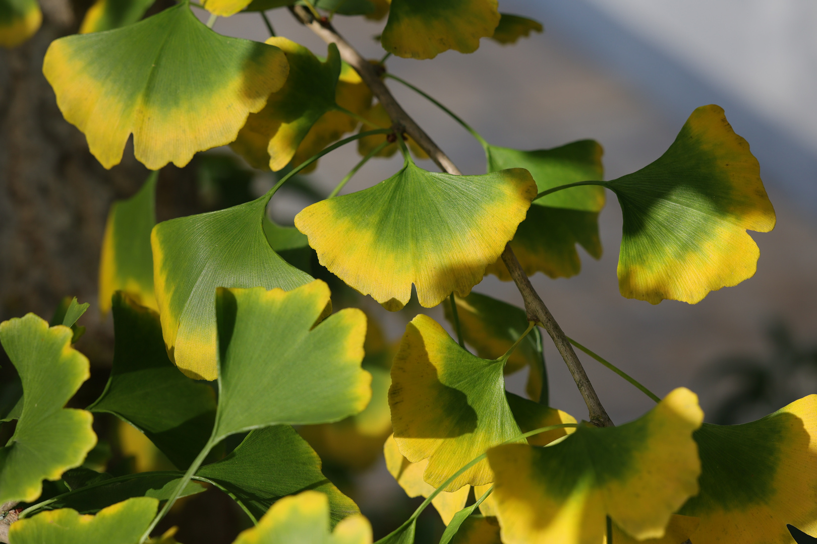 Herbstleuchten