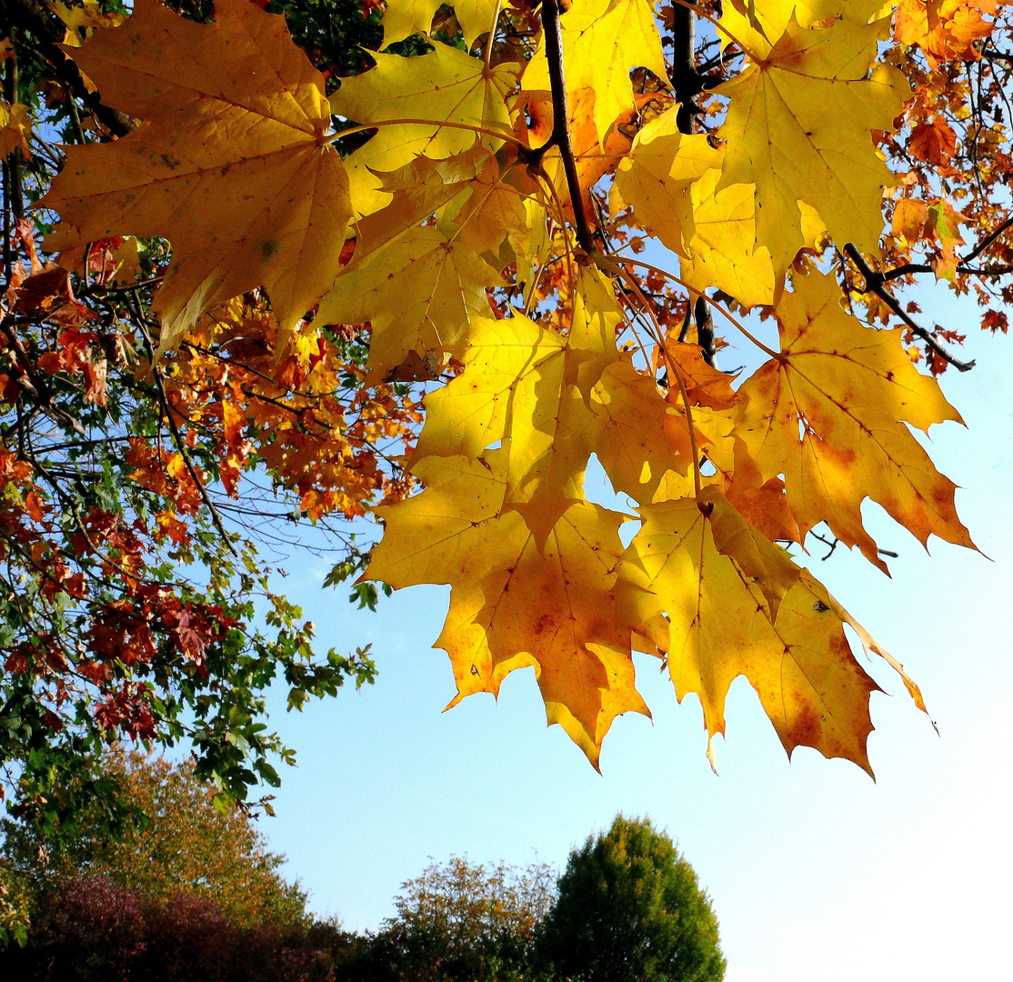 Herbstleuchten