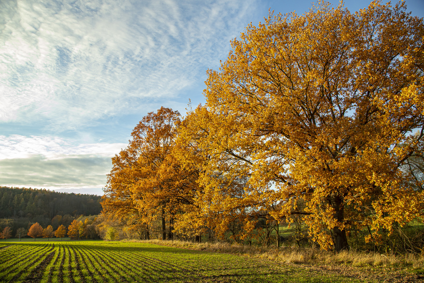 Herbstleuchten