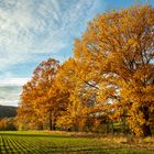 Herbstleuchten