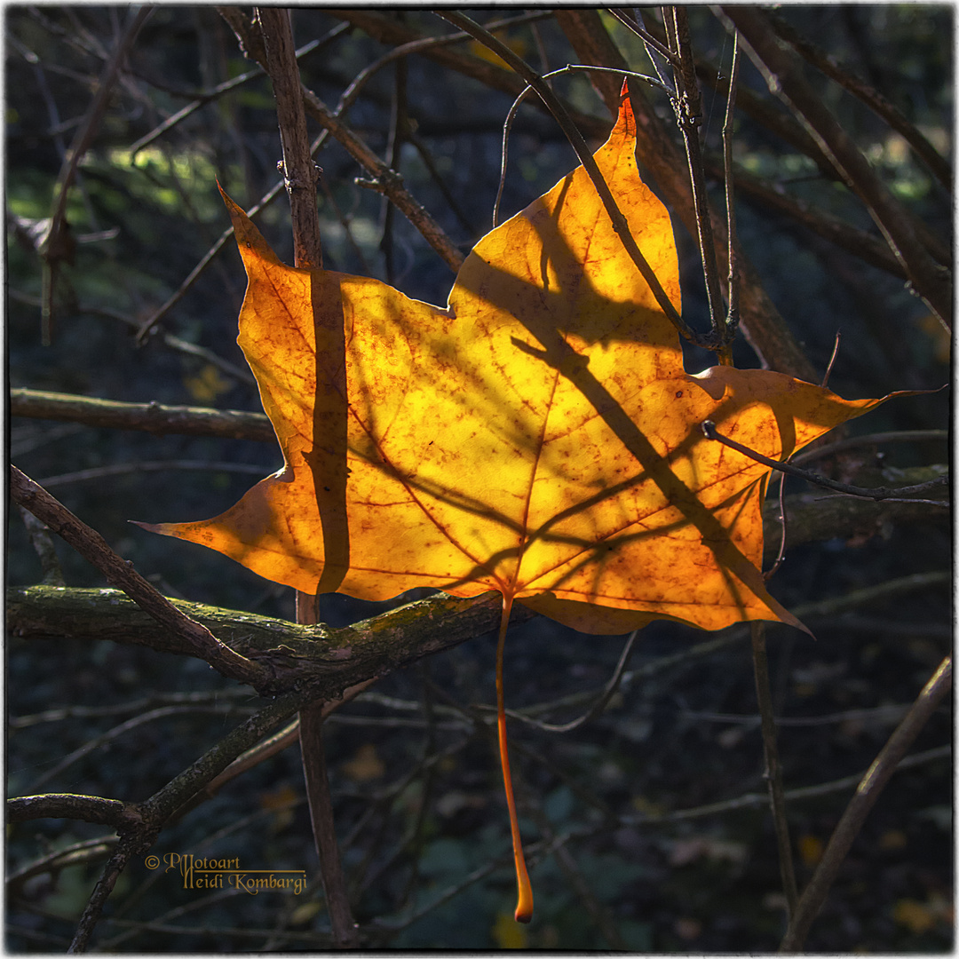 HERBSTLEUCHTEN