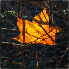 HERBSTLEUCHTEN