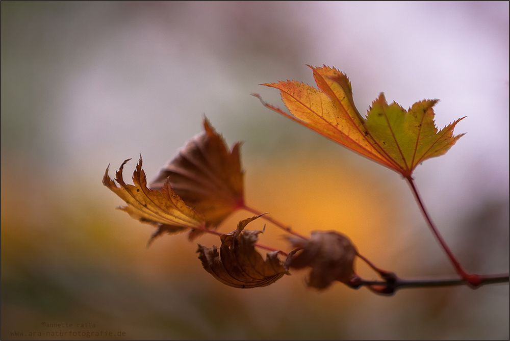 Herbstleuchten