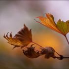 Herbstleuchten