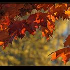 Herbstleuchten