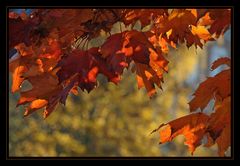 Herbstleuchten