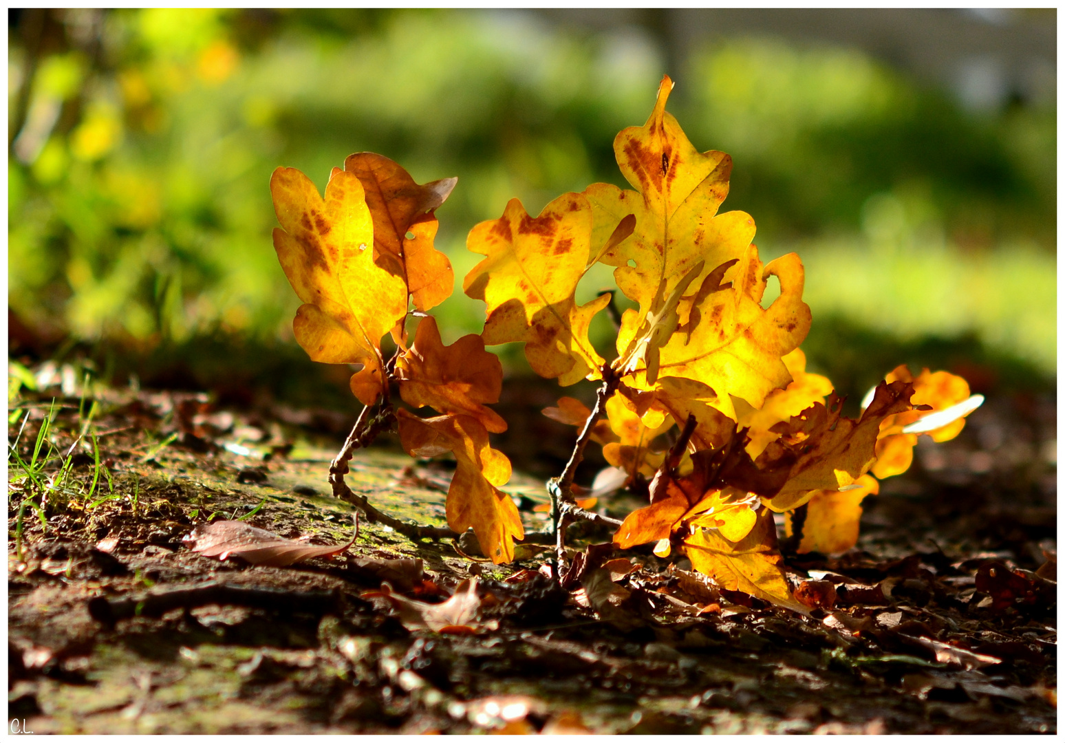 .Herbstleuchten.