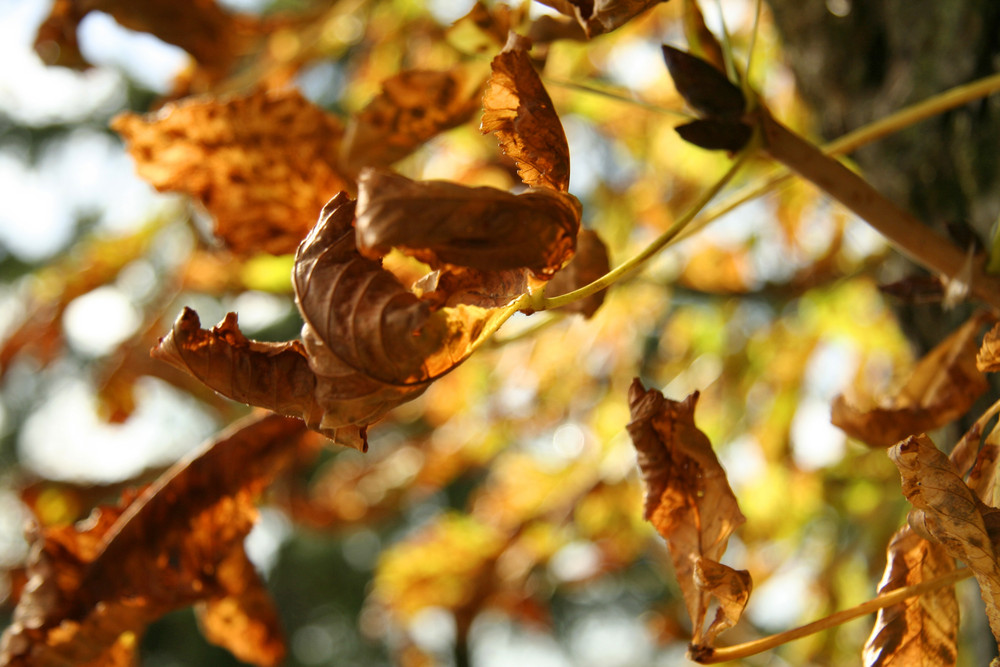 Herbstleuchten