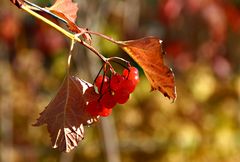 Herbstleuchten